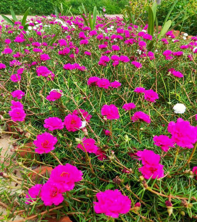 太阳花，不仅有个好看的花名，花还十分好看