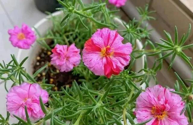 太阳花，不仅有个好看的花名，花还十分好看