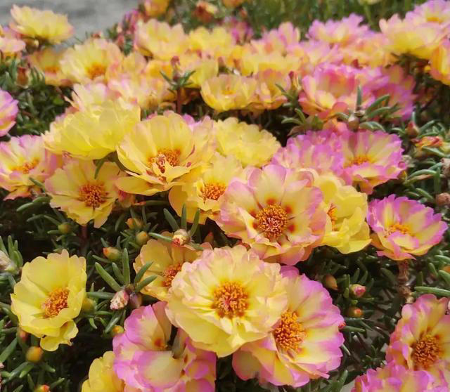 太阳花，不仅有个好看的花名，花还十分好看