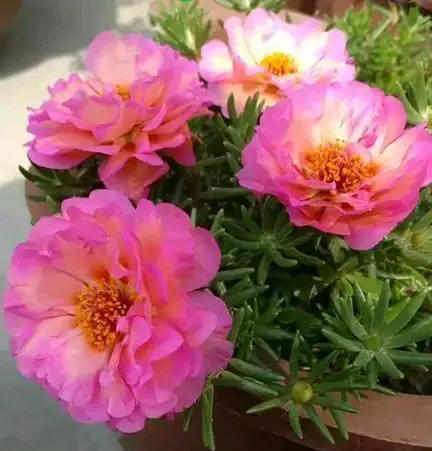 太阳花，不仅有个好看的花名，花还十分好看