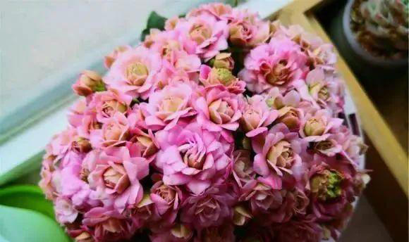 15种长寿花，重瓣大花“颜值高”，个个都很美，看看有你家的吗？