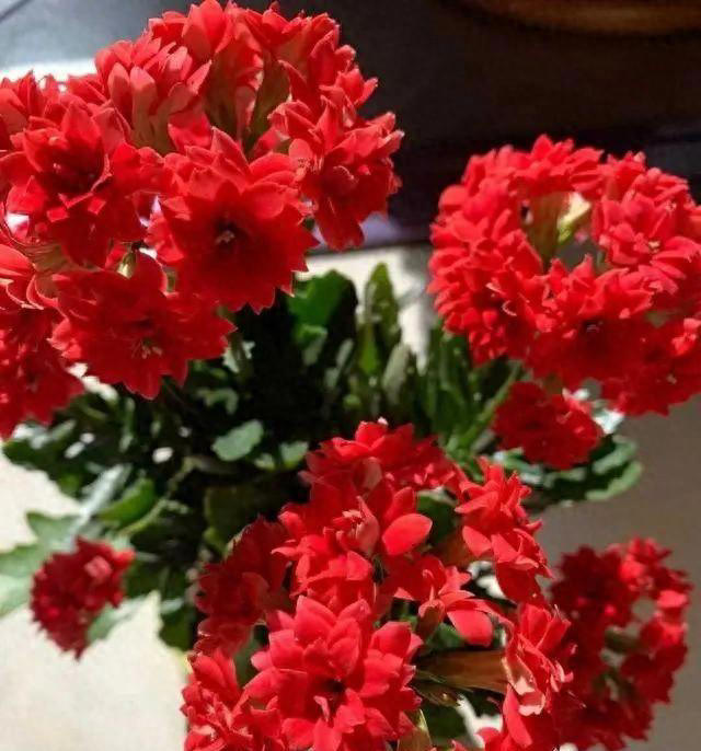 15种长寿花，重瓣大花“颜值高”，个个都很美，看看有你家的吗？