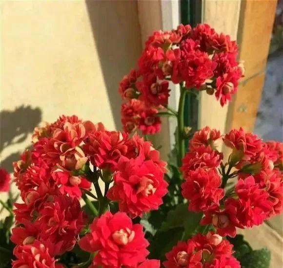 15种长寿花，重瓣大花“颜值高”，个个都很美，看看有你家的吗？