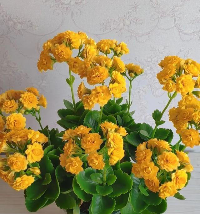 15种长寿花，重瓣大花“颜值高”，个个都很美，看看有你家的吗？