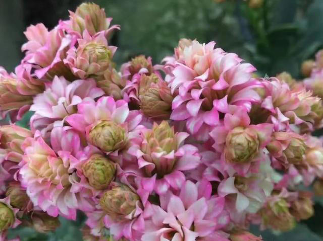 15种长寿花，重瓣大花“颜值高”，个个都很美，看看有你家的吗？