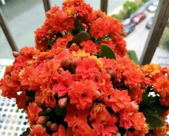 15种长寿花，重瓣大花“颜值高”，个个都很美，看看有你家的吗？