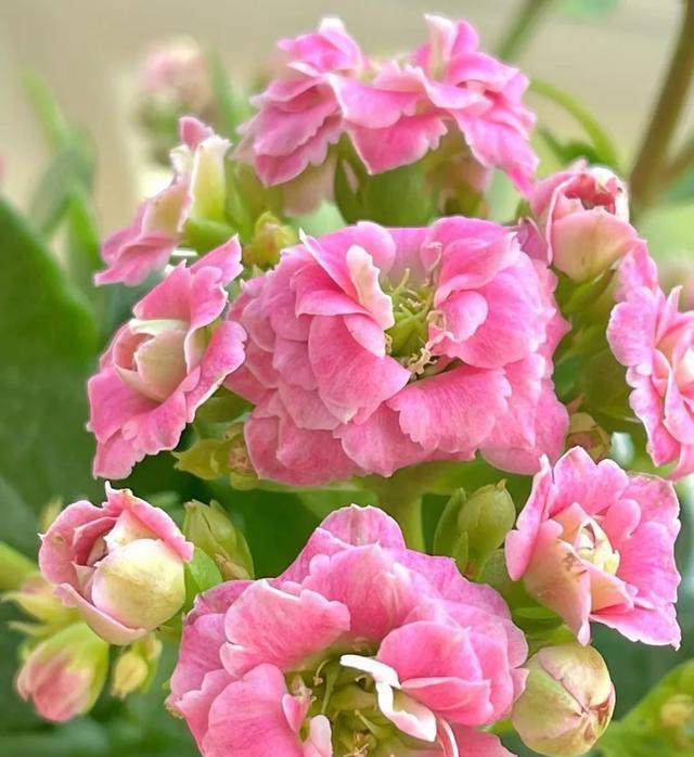 15种长寿花，重瓣大花“颜值高”，个个都很美，看看有你家的吗？