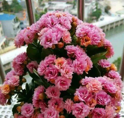 15种长寿花，重瓣大花“颜值高”，个个都很美，看看有你家的吗？