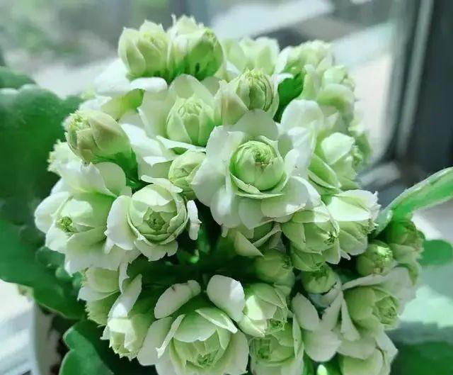 15种长寿花，重瓣大花“颜值高”，个个都很美，看看有你家的吗？