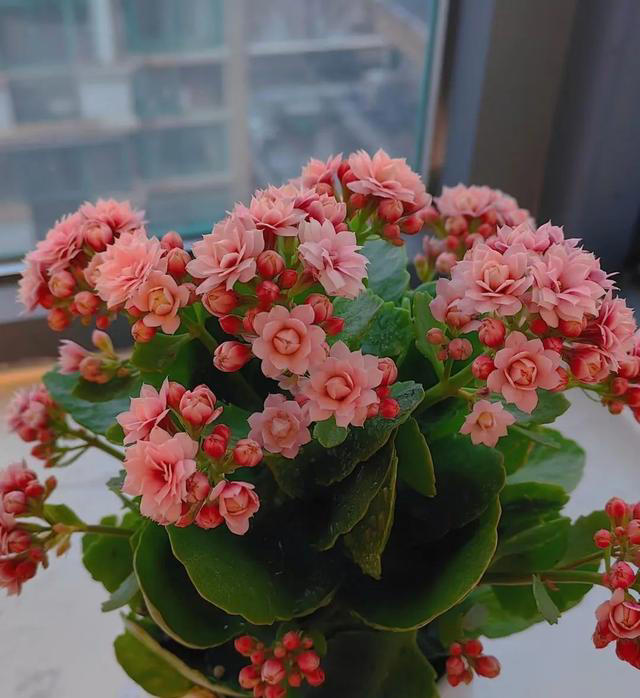 15种长寿花，重瓣大花“颜值高”，个个都很美，看看有你家的吗？