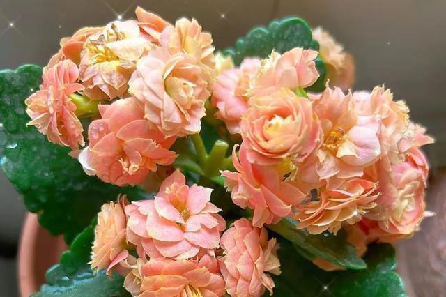 15种长寿花，重瓣大花“颜值高”，个个都很美，看看有你家的吗？