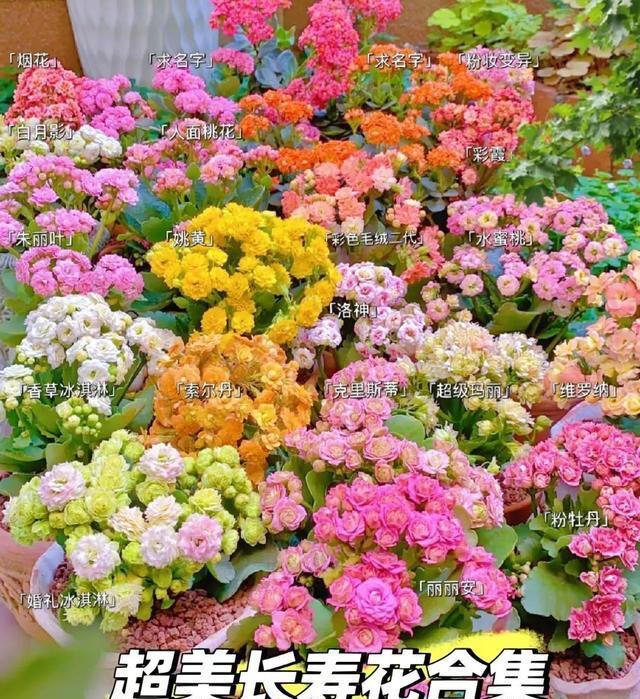 15种长寿花，重瓣大花“颜值高”，个个都很美，看看有你家的吗？