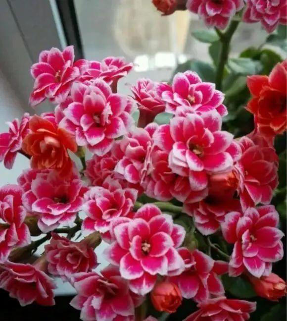 15种长寿花，重瓣大花“颜值高”，个个都很美，看看有你家的吗？