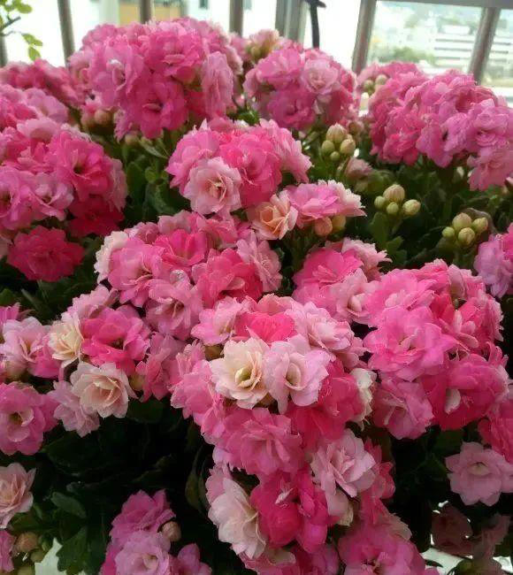 15种长寿花，重瓣大花“颜值高”，个个都很美，看看有你家的吗？