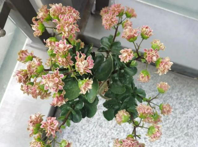 15种长寿花，重瓣大花“颜值高”，个个都很美，看看有你家的吗？