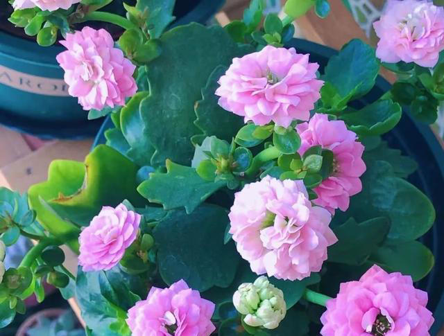 15种长寿花，重瓣大花“颜值高”，个个都很美，看看有你家的吗？