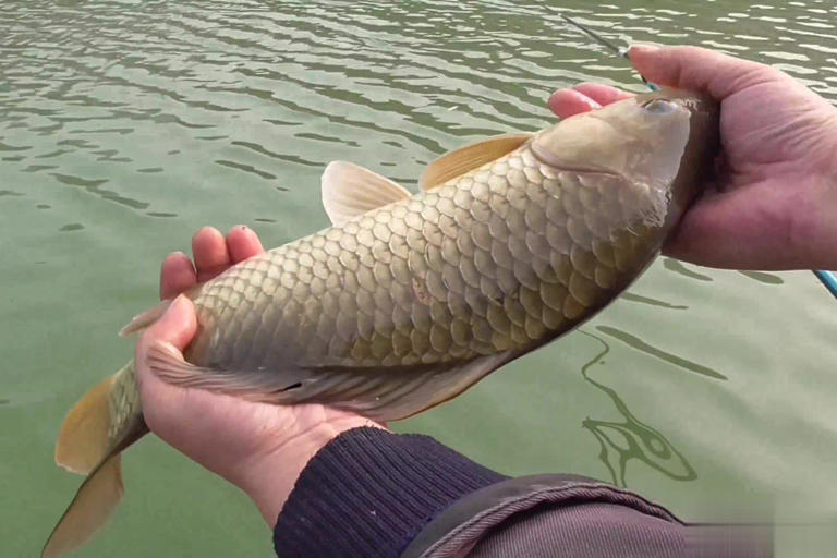 秋天钓大板鲫5要领，让大板鲫一条接一条上钩！