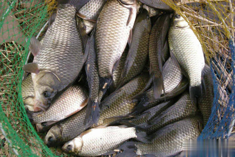 秋天钓大板鲫5要领，让大板鲫一条接一条上钩！