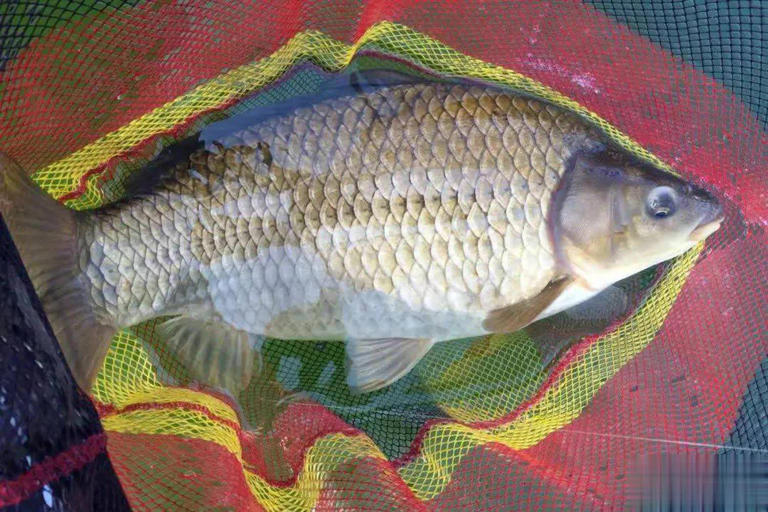 秋天钓大板鲫5要领，让大板鲫一条接一条上钩！