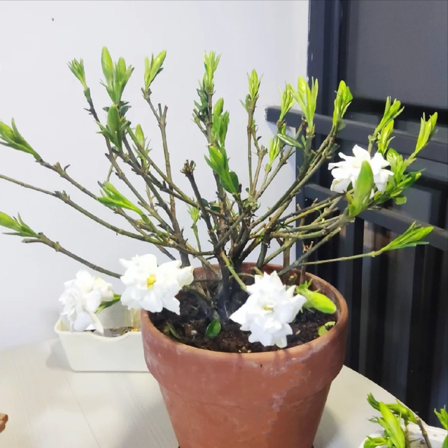 立冬前给4种花“剃头”，下手狠点，来年芽多花更繁