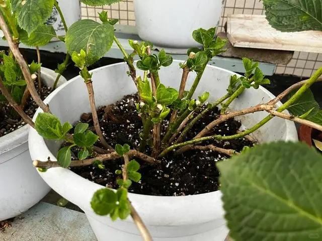 立冬前给4种花“剃头”，下手狠点，来年芽多花更繁