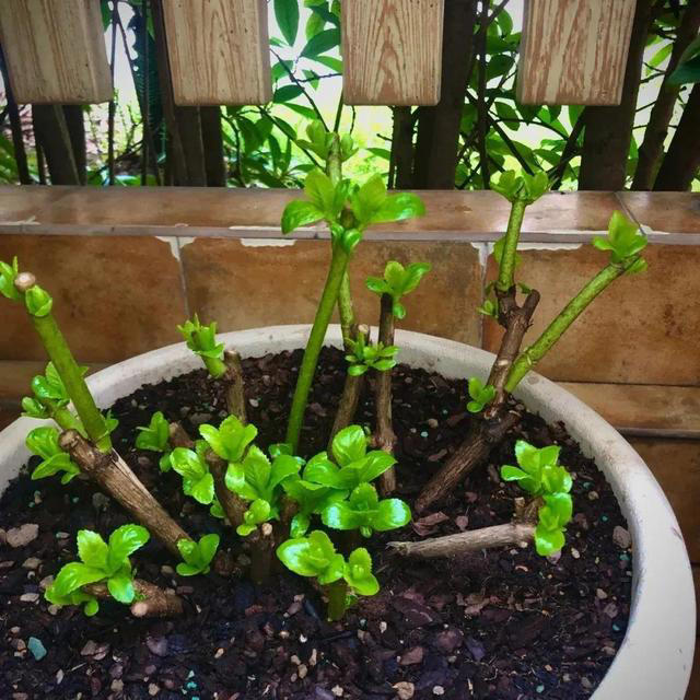 立冬前给4种花“剃头”，下手狠点，来年芽多花更繁