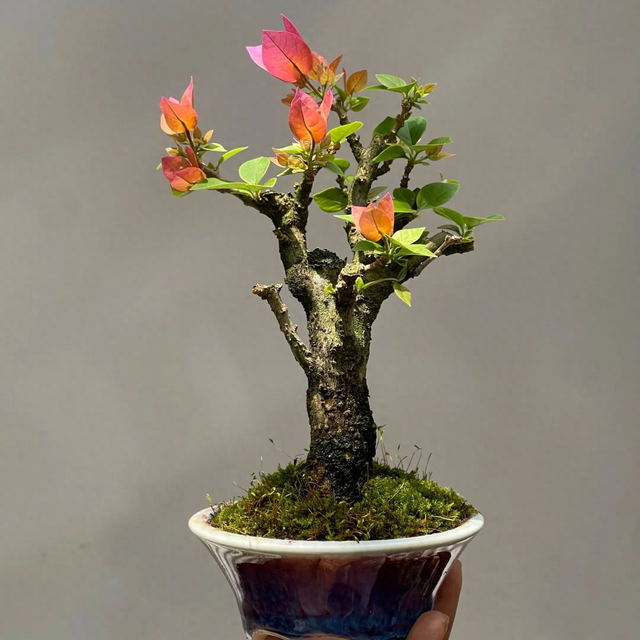 立冬前给4种花“剃头”，下手狠点，来年芽多花更繁