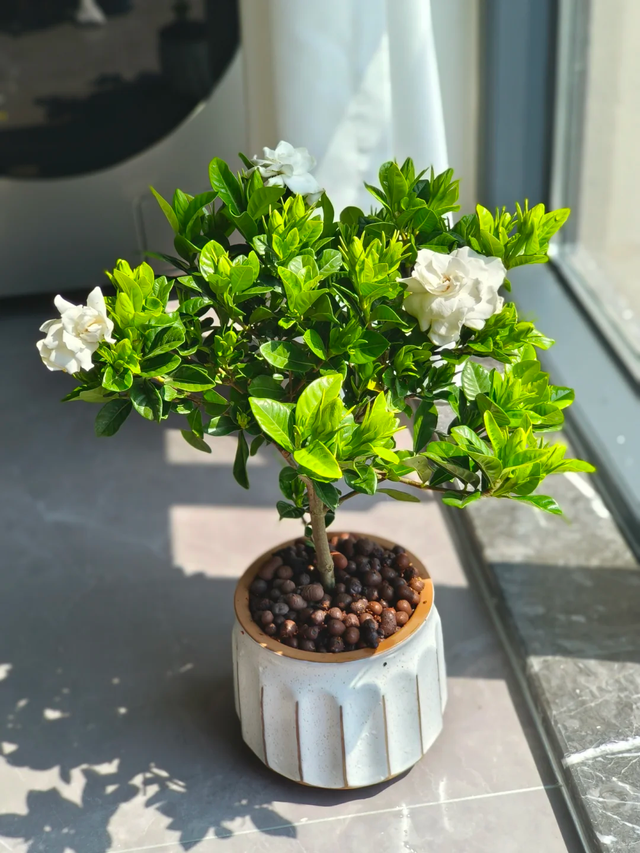 公认难养的18种花，劝你别买，越养越闹心都是坑