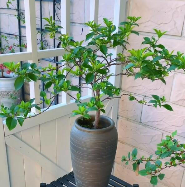 立冬前给4种花“剃头”，下手狠点，来年芽多花更繁