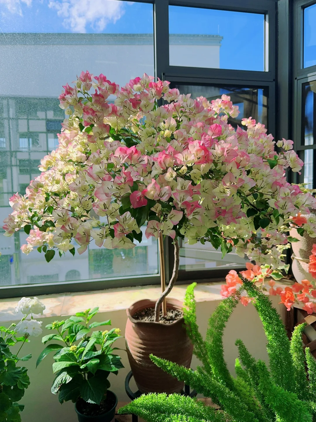 立冬前给4种花“剃头”，下手狠点，来年芽多花更繁