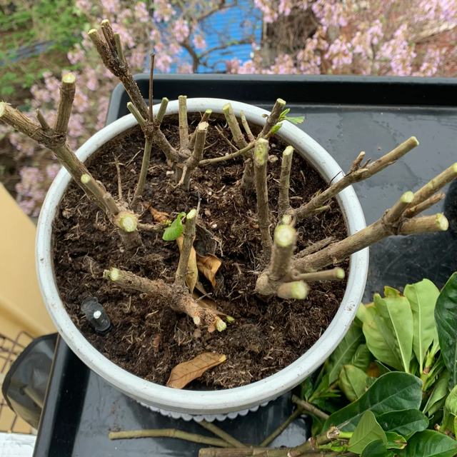 立冬前给4种花“剃头”，下手狠点，来年芽多花更繁