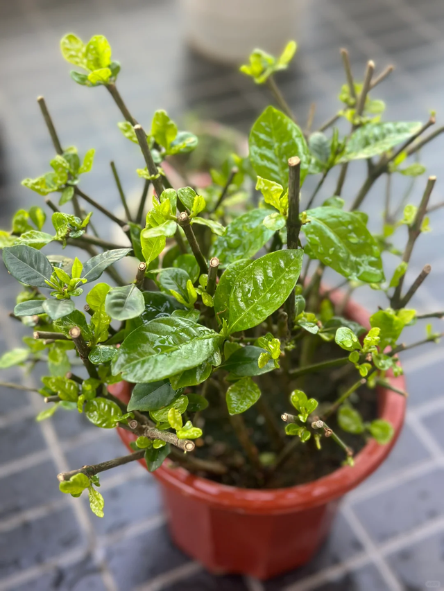 立冬前给4种花“剃头”，下手狠点，来年芽多花更繁