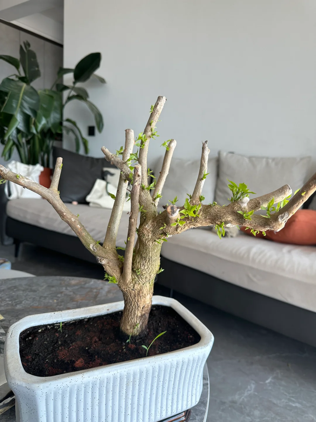 立冬前给4种花“剃头”，下手狠点，来年芽多花更繁