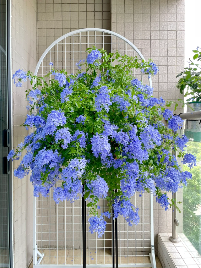 立冬前给4种花“剃头”，下手狠点，来年芽多花更繁