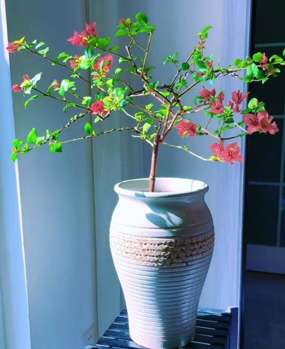 立冬前给4种花“剃头”，下手狠点，来年芽多花更繁