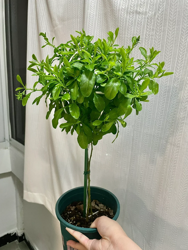 立冬前给4种花“剃头”，下手狠点，来年芽多花更繁