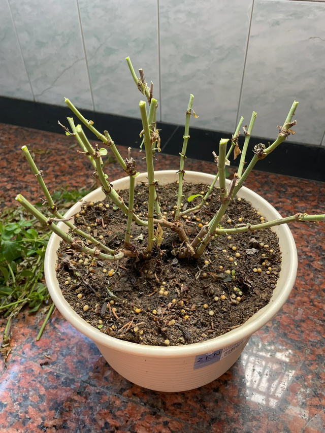 立冬前给4种花“剃头”，下手狠点，来年芽多花更繁