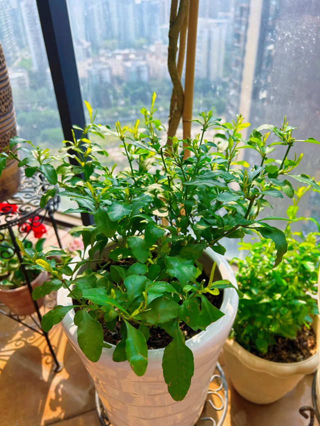 立冬前给4种花“剃头”，下手狠点，来年芽多花更繁