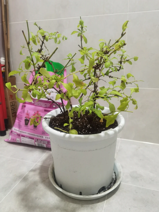 立冬前给4种花“剃头”，下手狠点，来年芽多花更繁