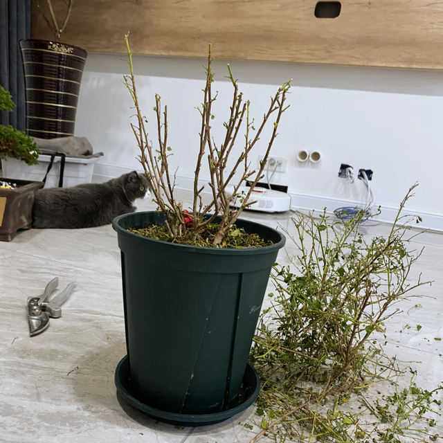 立冬前给4种花“剃头”，下手狠点，来年芽多花更繁