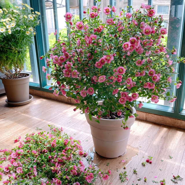 立冬前给4种花“剃头”，下手狠点，来年芽多花更繁