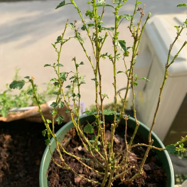 立冬前给4种花“剃头”，下手狠点，来年芽多花更繁