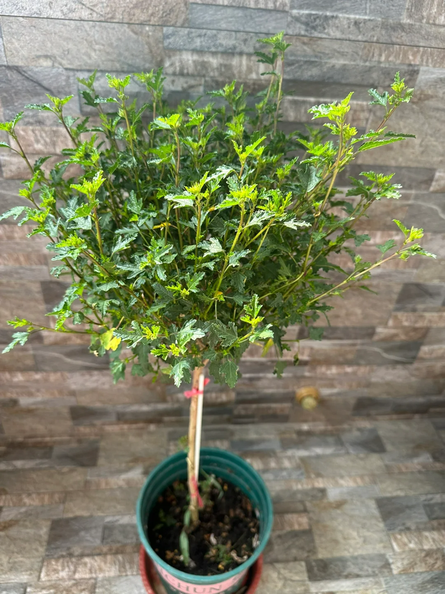 立冬前给4种花“剃头”，下手狠点，来年芽多花更繁