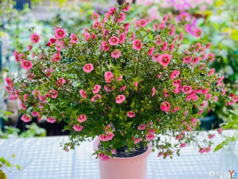 小木槿有3个养护技巧，生长快枝叶旺花期长，开花多10倍，美极了