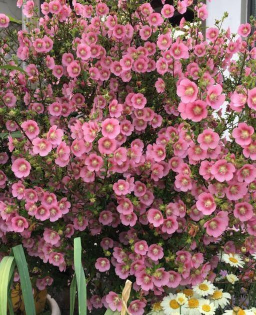 养小木槿，注意4点，轻松度夏，花朵呼呼开，一年开300多天