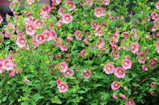 养小木槿，注意4点，轻松度夏，花朵呼呼开，一年开300多天