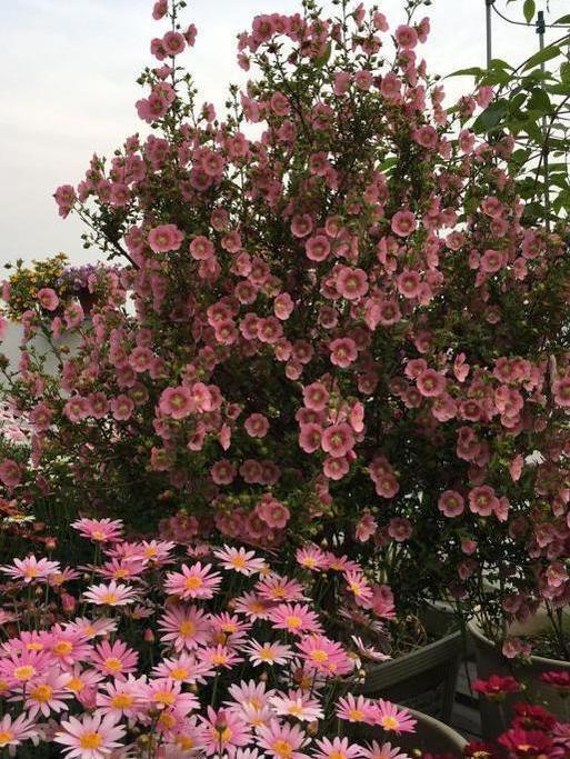 养小木槿，注意4点，轻松度夏，花朵呼呼开，一年开300多天