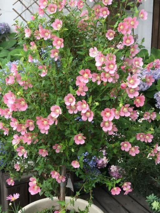 养小木槿，注意4点，轻松度夏，花朵呼呼开，一年开300多天