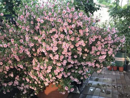 养小木槿，注意4点，轻松度夏，花朵呼呼开，一年开300多天