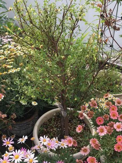 养小木槿，注意4点，轻松度夏，花朵呼呼开，一年开300多天